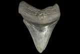 Bargain, 4.12" Fossil Megalodon Tooth - South Carolina - #130708-1